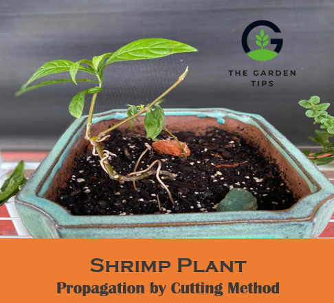 how to propagate shrimp plant