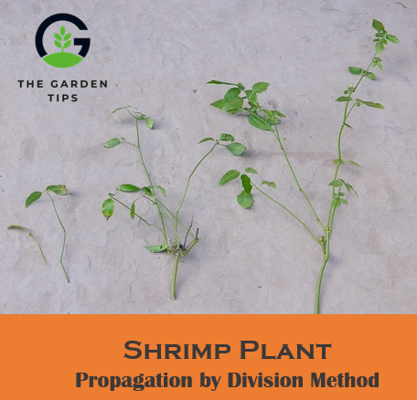 Best tips to propagate shrimp plant by division method
