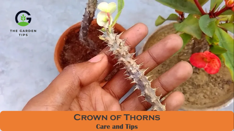 How to Care for Crown of Thorns Plant