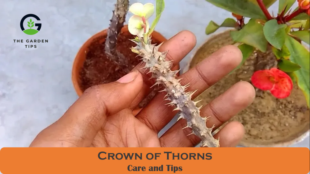 Crown of Thorns Growing and Care Tips