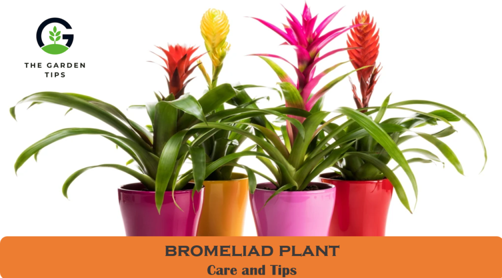 How to grow and Care Bromeliad Plant