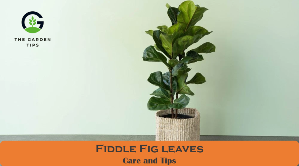 Best Care tips for Fiddlle fig leaves