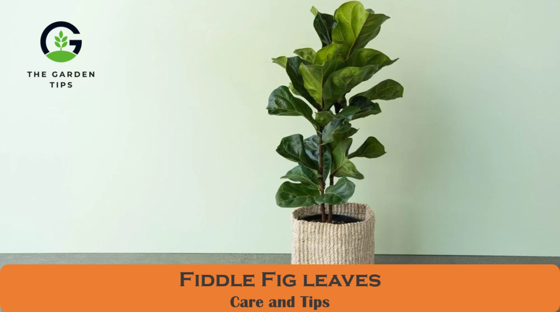 How to take care of Fiddle Fig leaves - The Garden Tips by Gardeners