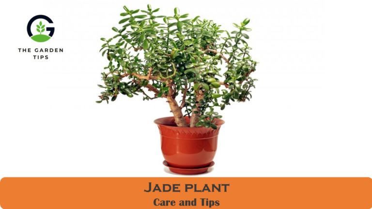 How to take care of Jade Plant