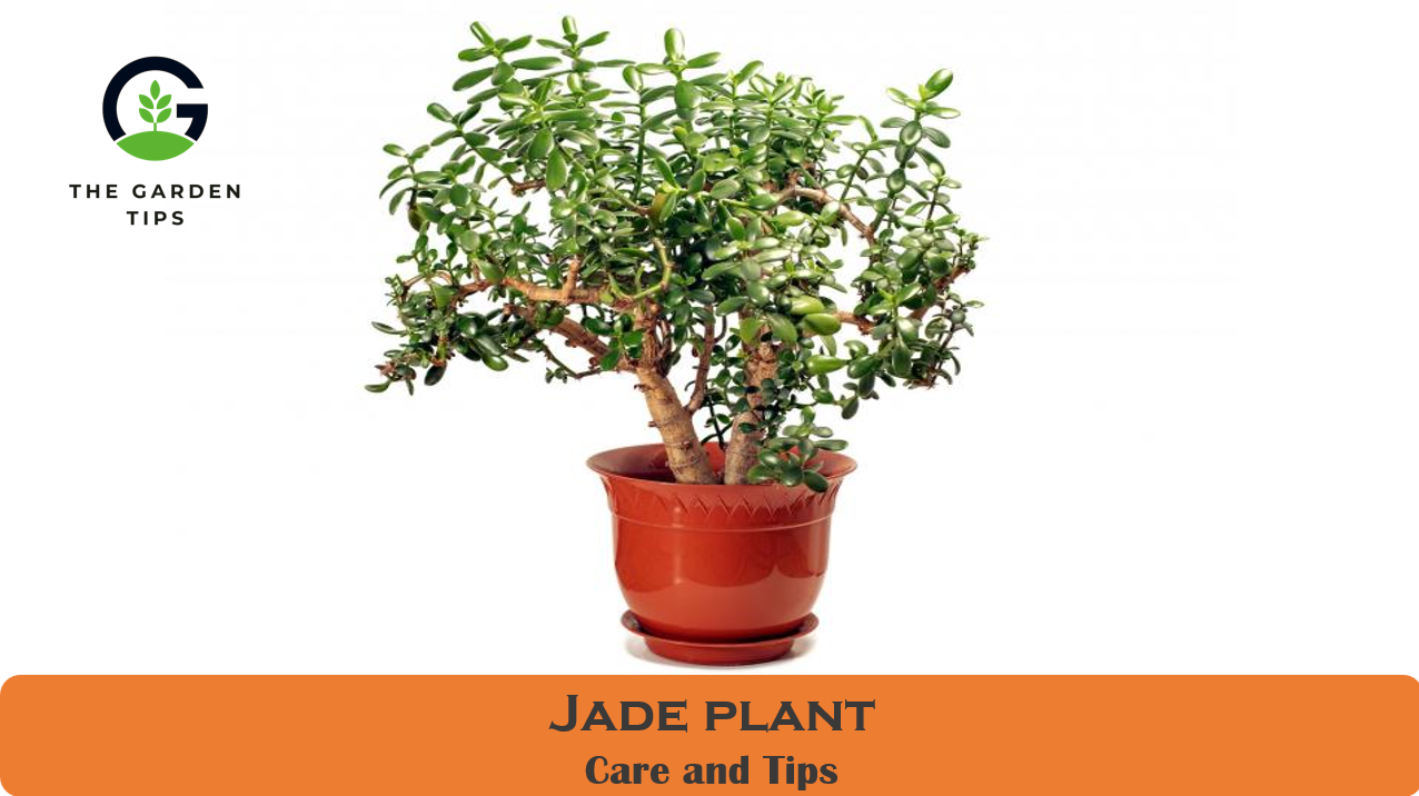 How to take care of Jade Plant The Garden Tips by Professional Gardeners