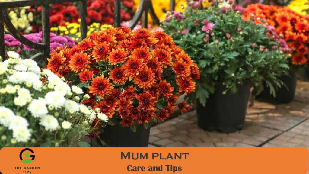 Mum Plant Growing and Care Tips