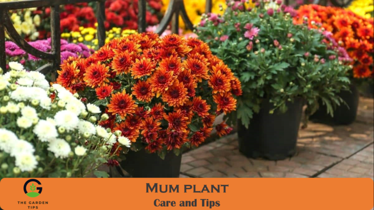 How to Take Care of a Mum Plant? (Best Air Purifier Plant)