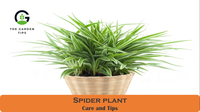 How to Care for a Spider Plant (Best Tips)