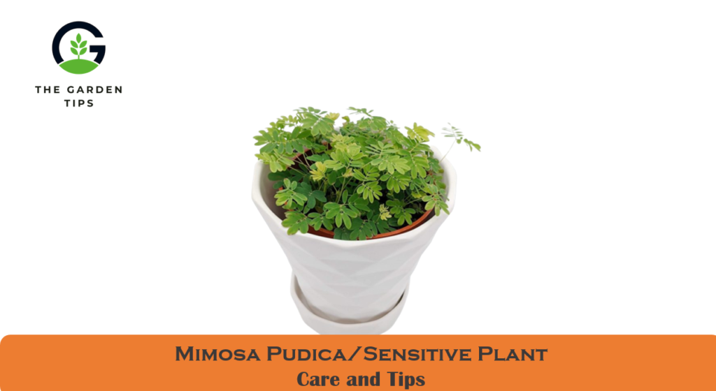 Gowing Guide of Sensitive Plant, Care Tips for Mimosa Pudica