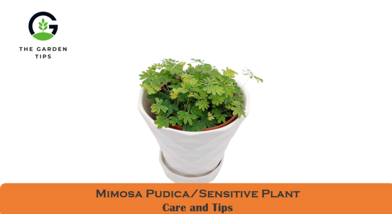 How to Take Care of a Sensitive Plant