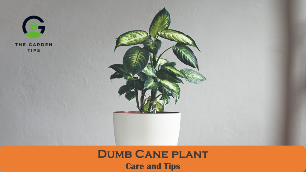 Dumb Plant Growing and Care Tips