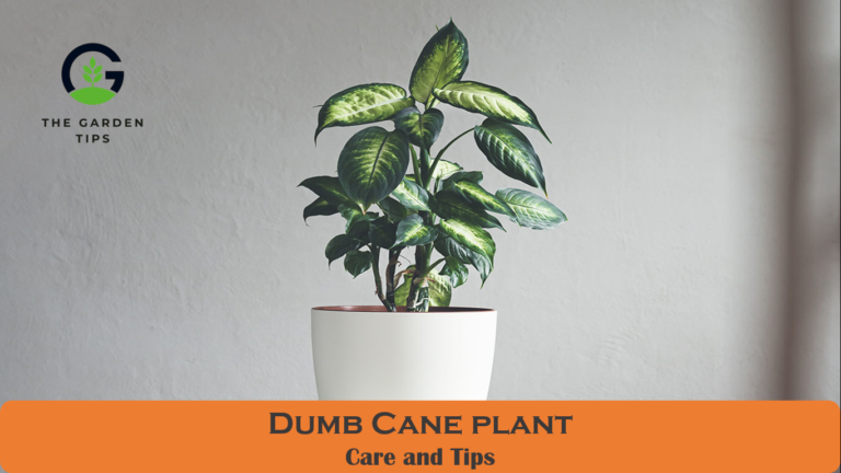 How to Care for a Dumb Cane Plant (Dieffenbachia)