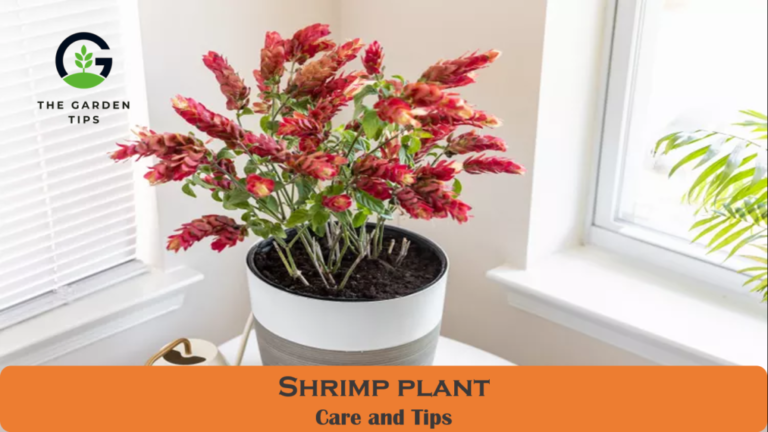 How To Care For Shrimp Plant? (Professional Gardeners Best Tips)