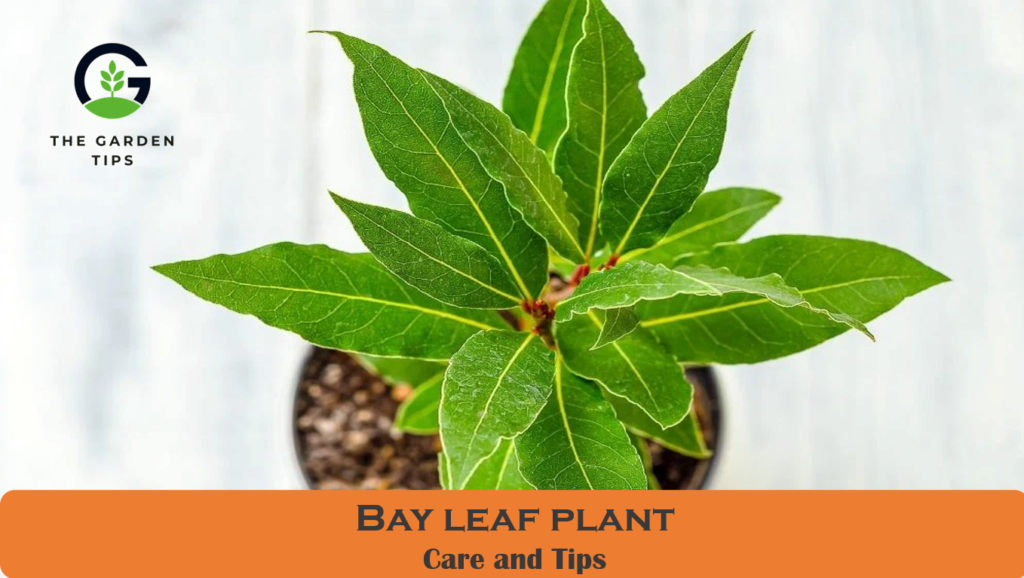 how to care bay leaf plant: (pest, disease, control)
