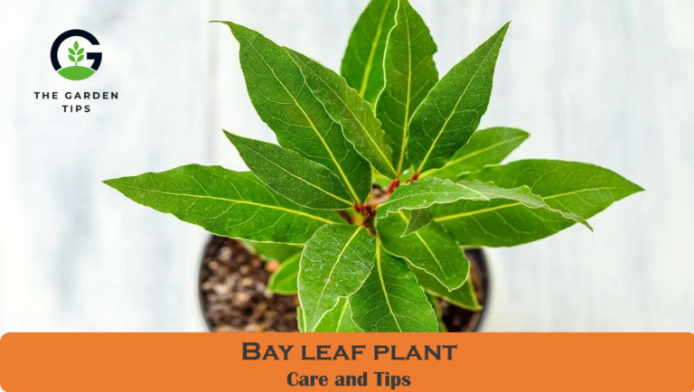 How to Care for Bay Leaf Plant (Best Tips)