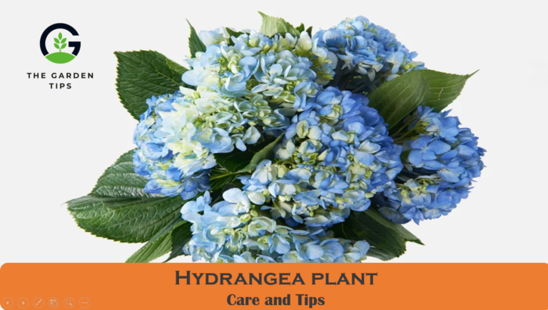How to Take Care of Hydrangea Plant