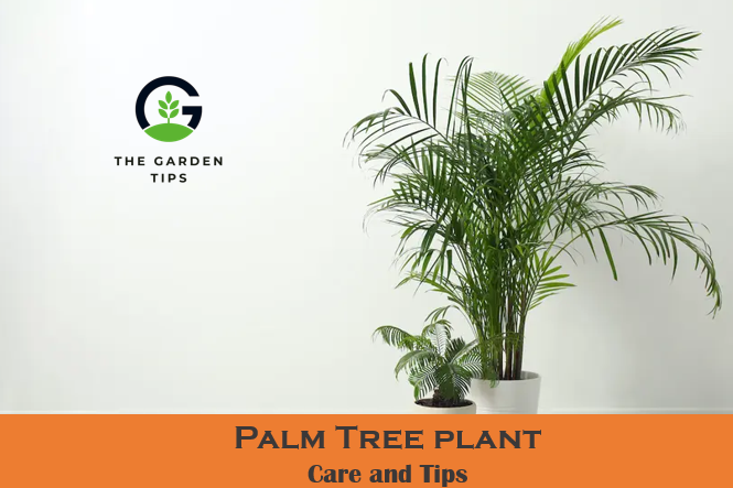 Best growing and care tips of palm tree plant