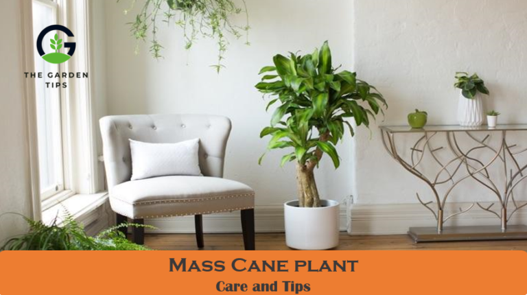 How To Care For Mass Cane Plant? (The Best Tips)