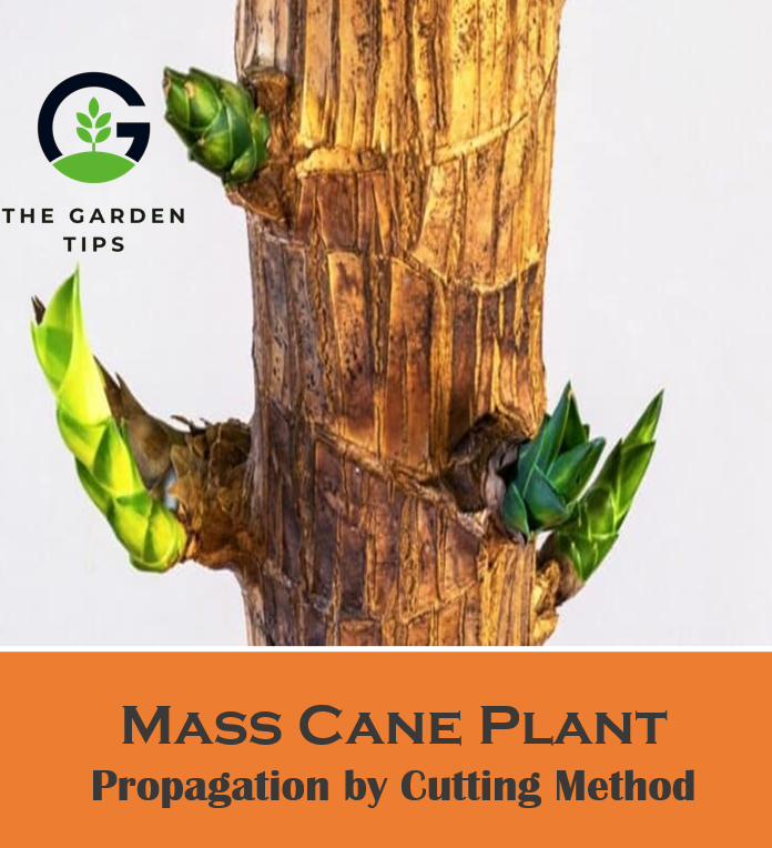 Best Tips to propagate Mass Cane Plant by Cutting method