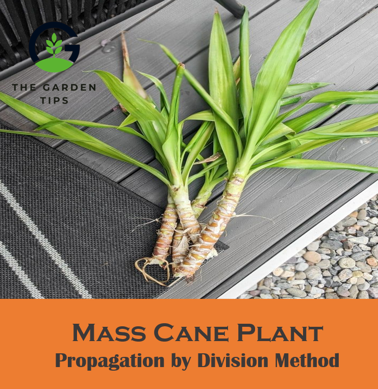 How To Propagate Mass Cane Plant? (Two Simple Steps)