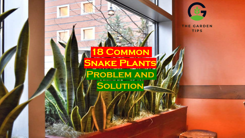 Common Snake Plant Problems and Solution with detail guide