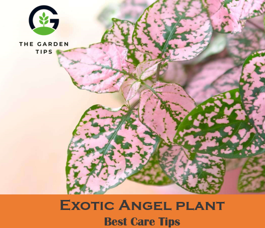 How To Care For Exotic Angel Plant? Best Tips