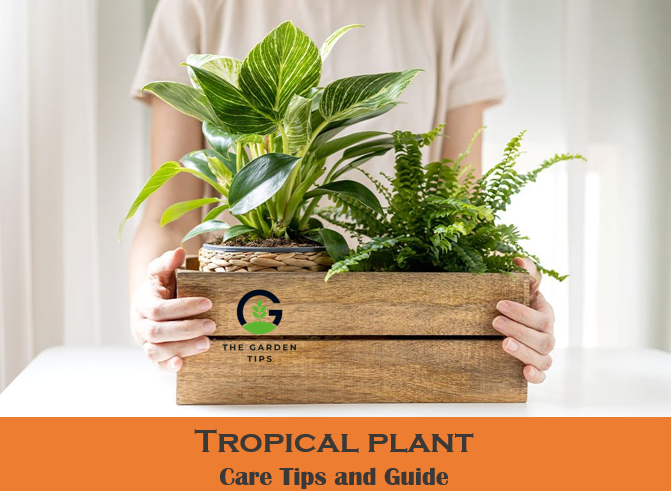 best gudie for tropical plants care