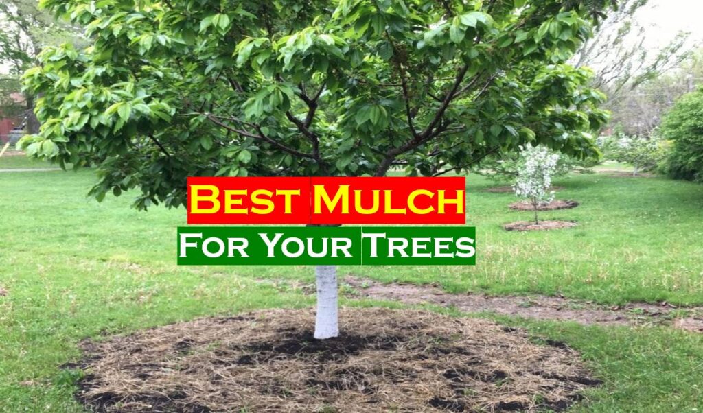 Best Mulch for Trees (Best Guide)