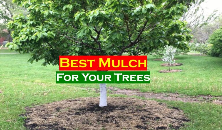 Ultimate Guide to Choose the Best Mulch for Trees