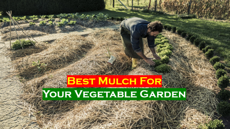 Best Mulch for Vegetable Garden – Pros and Cons
