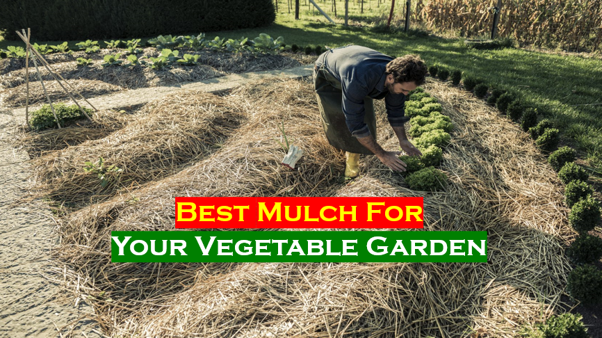 Best mulch for vegetable garden