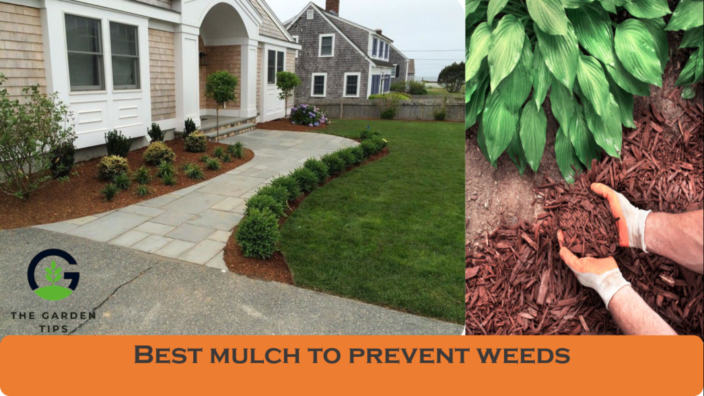 Bark mulch to prevent weeds emergence