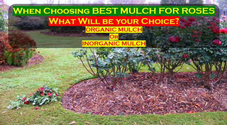 Best Mulch for Roses