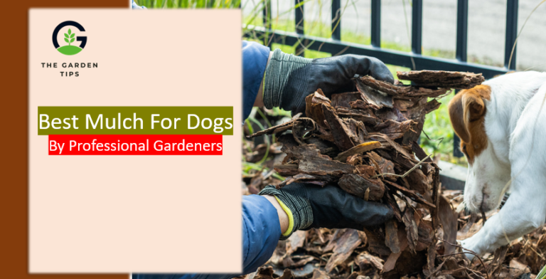 Best mulch for dogs safety