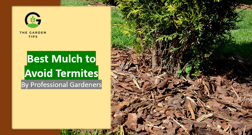 Best mulch to avoid termites by professional gardeners