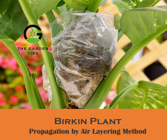 Best tips to propagate birkin plant by air layering method
