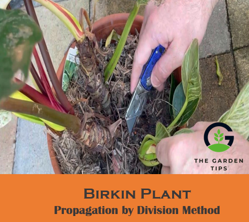 Best tips to propagate birkin plant by division method