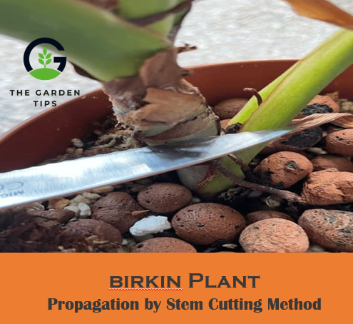 Best tips to propagate birkin plant by stem cutting method