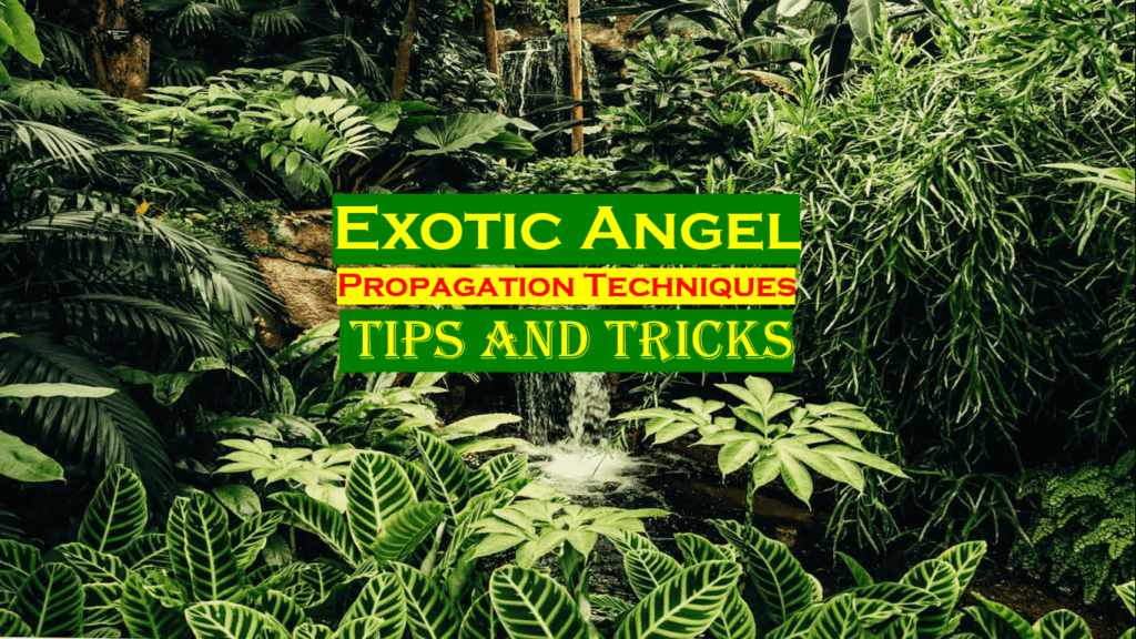 How to Propagate Exotic Angel Plant with Easy Method