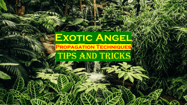 How To Propagate Exotic Angel Plant? (Best and Easy Methods)