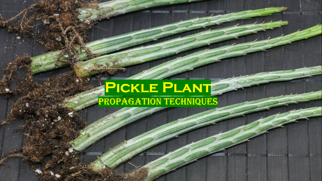 Best Techniques to propagate pickle plant