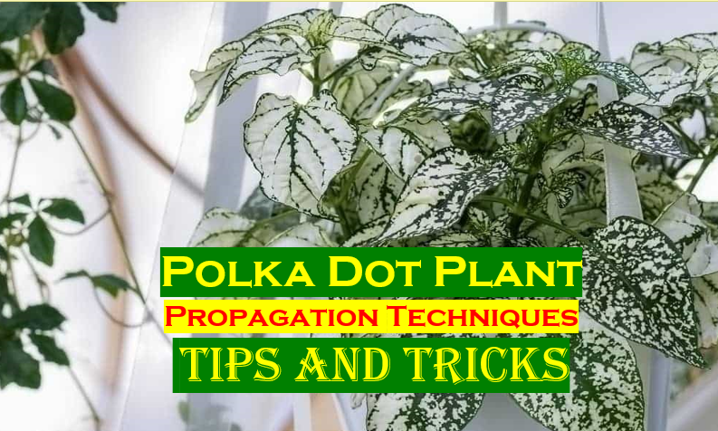 Best methods to propagate polka dot plant