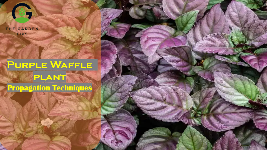 Best techniques on how to propagate purple waffle plant