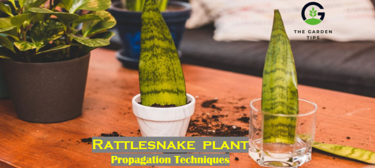 Learn Techniques How to Propagate Rattlesnake Plant