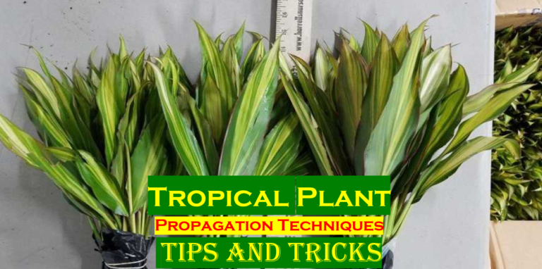 Best Methods How To Propagate Tropical Plants