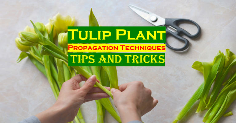 How To Propagate Tulip Plant? (Best Techniques)
