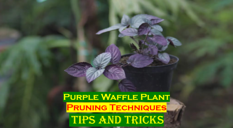 The Ultimate Guide – How to Prune Purple Waffle Plant