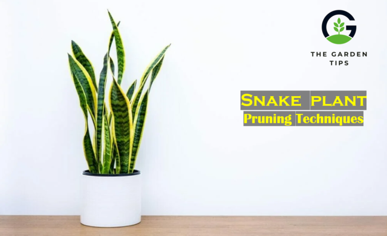 Best Technique on How to Prune Snake Plant