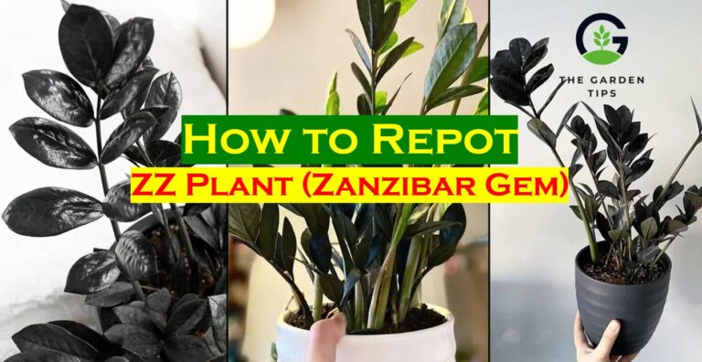 How to repot ZZ Plant, Best care tips while repotting zz plant