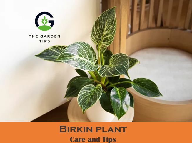 Best Care tips of Birkin plant